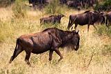 TANZANIA - Serengeti National Park - Migrazione Gnu - 20